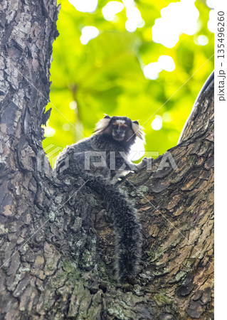 Marmoset Monkey in tropical rainforest tree Rio de Janeiro Brazil. 135496260