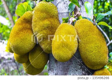 Jackfruit growing on jack tree in Rio de Janeiro Brazil. Jackfruit growing on jack tree in Rio de Janeiro Brazil. 135496266
