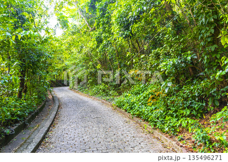 Walking path trail rainforest mountains in Rio de Janeiro Brazil. Walking path trail rainforest mountains in Rio de Janeiro Brazil. 135496271