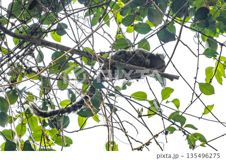 Marmoset Monkey in tropical rainforest tree Rio de Janeiro Brazil. Marmoset Monkey in tropical rainforest tree Rio de Janeiro Brazil. 135496275