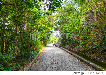 Walking path trail rainforest mountains in Rio de Janeiro Brazil. 135496294