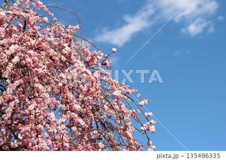 青空とピンク色のしだれ梅 青空とピンク色のしだれ梅 135496335