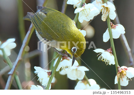 梅の花の蜜を吸うメジロ 梅の花の蜜を吸うメジロ 135496353