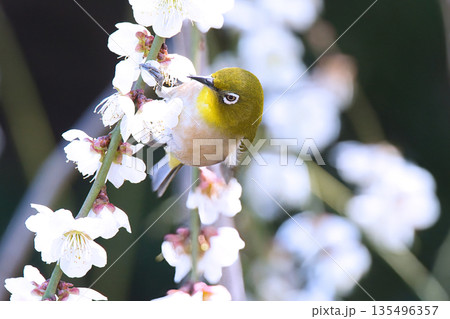梅の花の蜜を吸うメジロ 梅の花の蜜を吸うメジロ 135496357