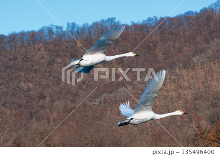 青空の下、ペアでランデブー飛行する白鳥 青空の下、ペアでランデブー飛行する白鳥 135496400