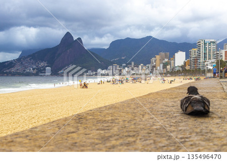 Pigeon at Ipanema Beach Tropical Storm Rio de Janeiro Brazil. Pigeon at Ipanema Beach Tropical Storm Rio de Janeiro Brazil. 135496470