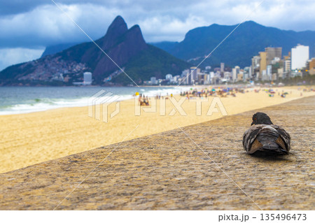 Pigeon at Ipanema Beach Tropical Storm Rio de Janeiro Brazil. Pigeon at Ipanema Beach Tropical Storm Rio de Janeiro Brazil. 135496473