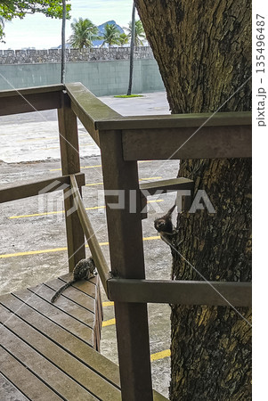 Marmoset Monkeys in tropical rainforest tree Rio de Janeiro Brazil. Marmoset Monkeys in tropical rainforest tree Rio de Janeiro Brazil. 135496487