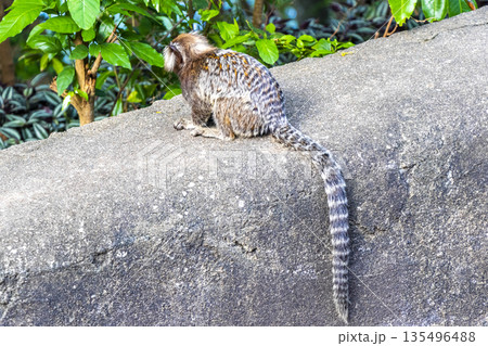 Marmoset Monkey in tropical jungle rainforest Rio de Janeiro Brazil. 135496488