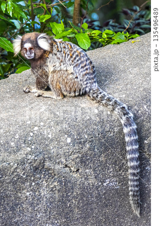 Marmoset Monkey in tropical jungle rainforest Rio de Janeiro Brazil. Marmoset Monkey in tropical jungle rainforest Rio de Janeiro Brazil. 135496489