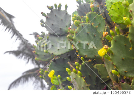 Cactus and cacti plants in tropical nature in Brazil. 135496578