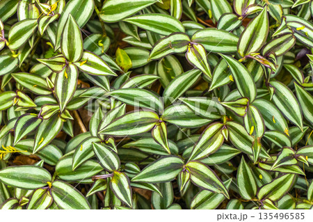 Tropical plants flowers leaves leaf texture pattern in Brazil. Tropical plants flowers leaves leaf texture pattern in Brazil. 135496585