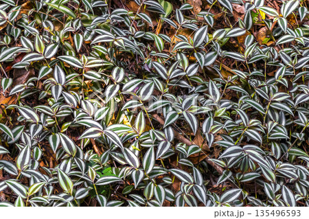 Tropical plants flowers leaves leaf texture pattern in Brazil. Tropical plants flowers leaves leaf texture pattern in Brazil. 135496593