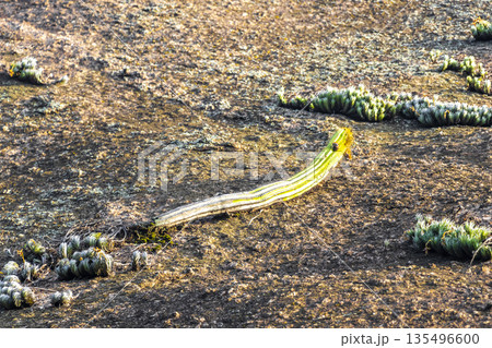 Cactus and cacti plants in tropical nature in Brazil. 135496600
