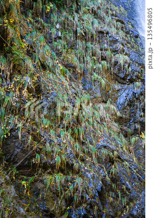 不動滝（糸魚川市） 135496805