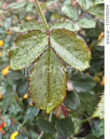 Macro shot of vibrant green rose leaves with dew, showcasing glossy texture and serrated edges Macro shot of vibrant green rose leaves with dew, showcasing glossy texture and serrated edges 135496826