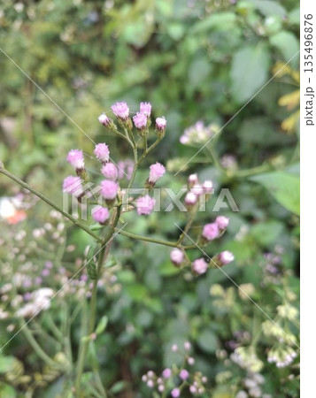 Delicate Pink Tiny Flowers on Thin Green Stems Amid Rich Garden Greenery 135496876