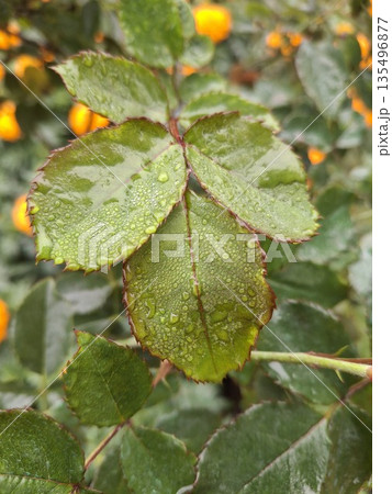 Macro shot of vibrant green rose leaves with dew, showcasing glossy texture and serrated edges Macro shot of vibrant green rose leaves with dew, showcasing glossy texture and serrated edges 135496877