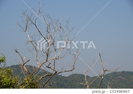 View of the mountains of Thailand.View of the mountains, green gardens and the sea of Thailand. 135496907