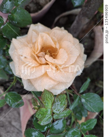 Peach Rose In Dewy Garden Setting With Green Leaves And Wet Petals 135496909