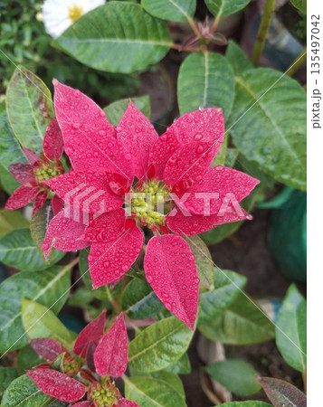 Close-up of vibrant red poinsettia flower with water droplets, green leaves, and natural outdoor setting Close-up of vibrant red poinsettia flower with water droplets, green leaves, and natural outdoor setting 135497042