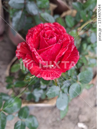 Close-Up Red Variegated Rose Bloom in Garden With Dark Green Leaves 135497044