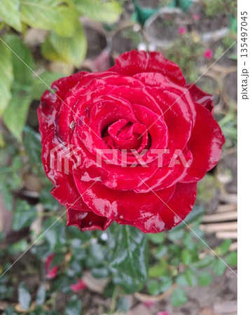 Close-Up Red Variegated Rose Bloom in Garden With Dark Green Leaves 135497045