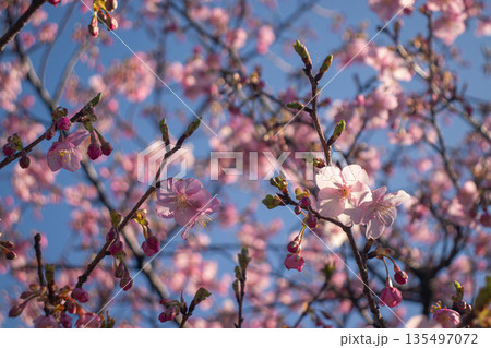 咲き始めの桜の蕾と花 春の訪れと新生活のイメージ 135497072