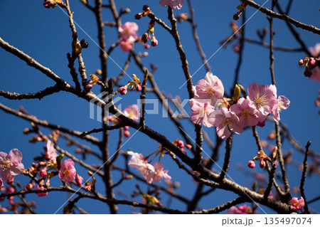 咲き始めの桜の蕾と花 春の訪れと新生活のイメージ 135497074