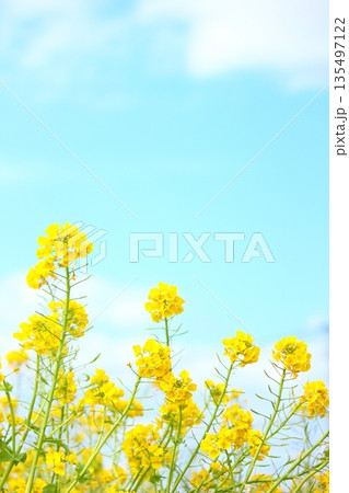 菜の花 135497122