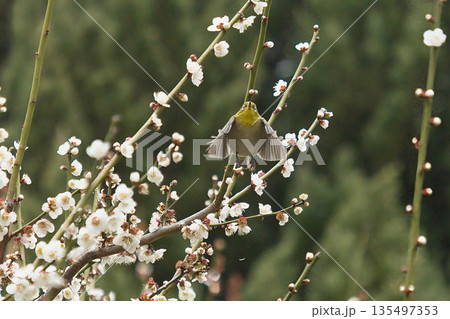 梅林を飛ぶメジロ 135497353