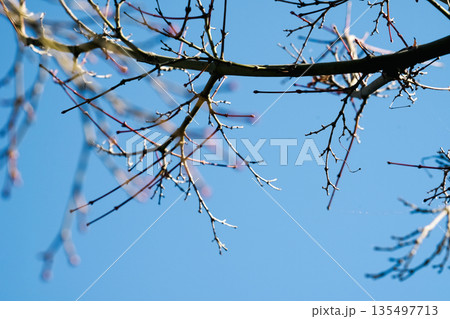 岡山 岡山県 岡山駅前 135497713