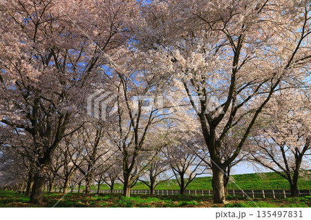 青空と満開の桜 青空と満開の桜 135497831