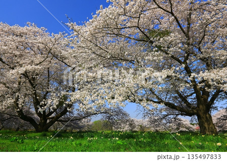 青空と満開の桜 青空と満開の桜 135497833