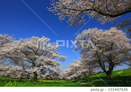 青空と満開の桜 青空と満開の桜 135497836