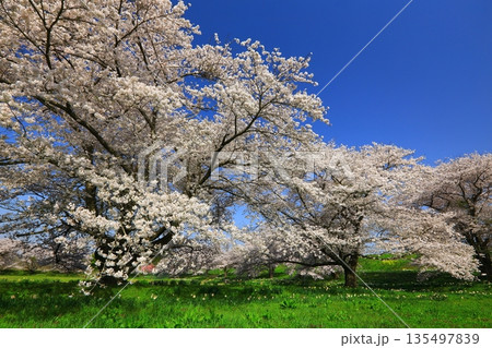 青空と満開の桜 青空と満開の桜 135497839