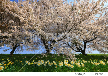 青空と満開の桜 135497842
