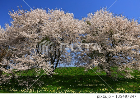 青空と満開の桜 青空と満開の桜 135497847