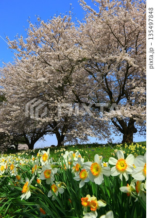 青空と満開の桜 青空と満開の桜 135497848