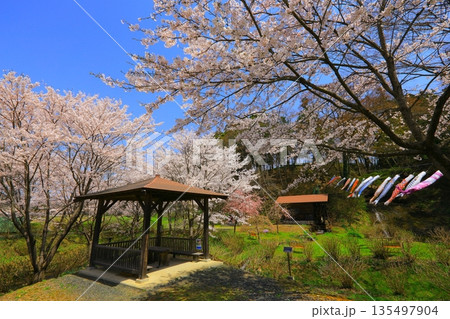 桜のある風景 135497904