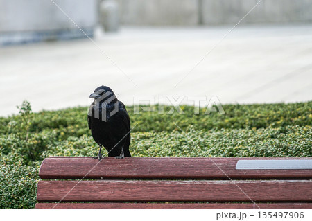 日本 ジャパン 日本国 135497906