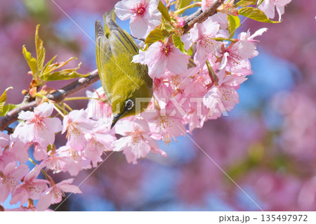 河津桜にとまるメジロ 135497972