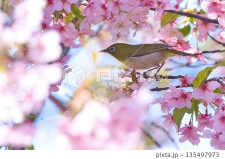 河津桜に止まるメジロ 河津桜に止まるメジロ 135497973
