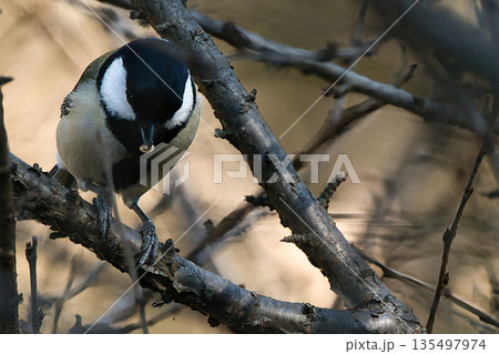 実を食べるシジュウカラ 135497974