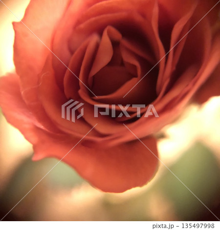 やわらかな光に包まれた温かみのあるオレンジ系バラのクローズアップ 135497998