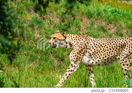 Graceful Cheetah Walking Through Green Meadow, Wildlife Photography for Conservation Efforts Graceful Cheetah Walking Through Green Meadow, Wildlife Photography for Conservation Efforts 135498065