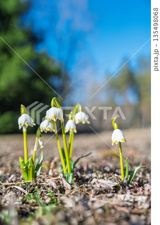 Delicate Spring Snowflake Flowers Blooming in a Meadow on a Sunny Day in Spring Time 135498068