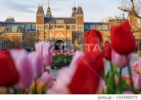 Amsterdam s Rijksmuseum Tulips Bloom in a Dutch Cityscape Scene, Netherlands Landmark Impression 135498075