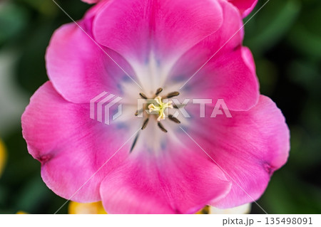 Radiant Pink Tulip Blossom A Captivating Floral Portrait for Springtime Projects 135498091