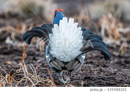 Magnificent Black Grouse Displaying Feathers in Nature, Wildlife Photography, Bird Watching 135498101